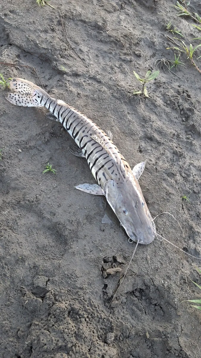Miniatura: Pseudoplatystoma (Pseudoplatystoma spp.)