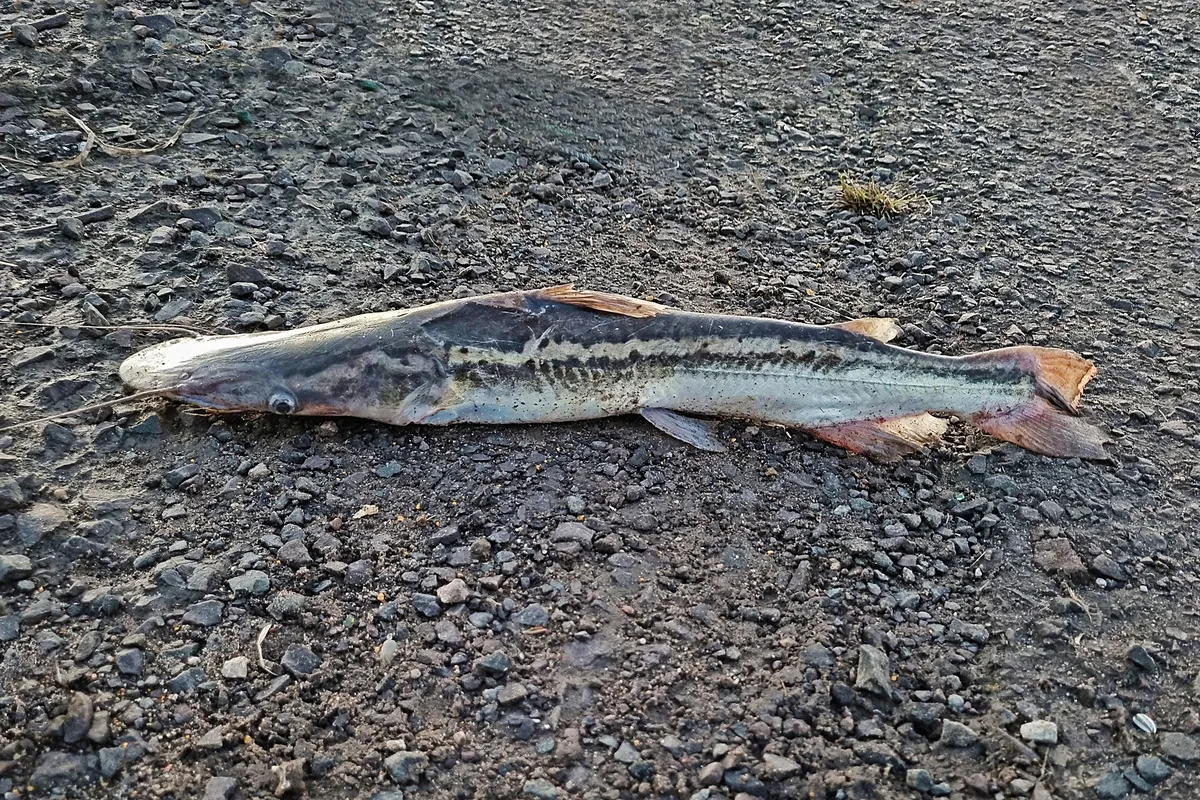 Sorubim (Sorubim spp.)