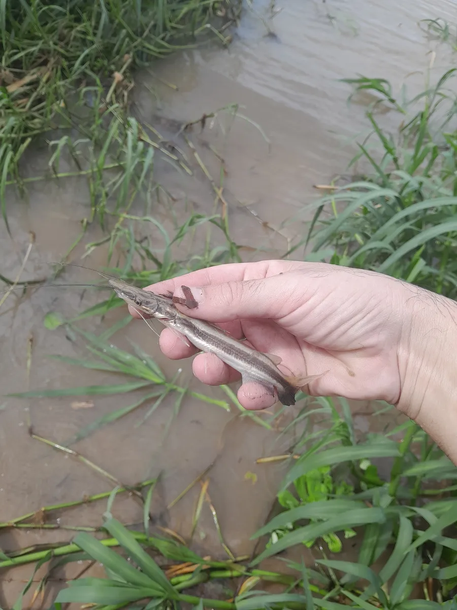 Miniatura: Sorubim (Sorubim spp.)