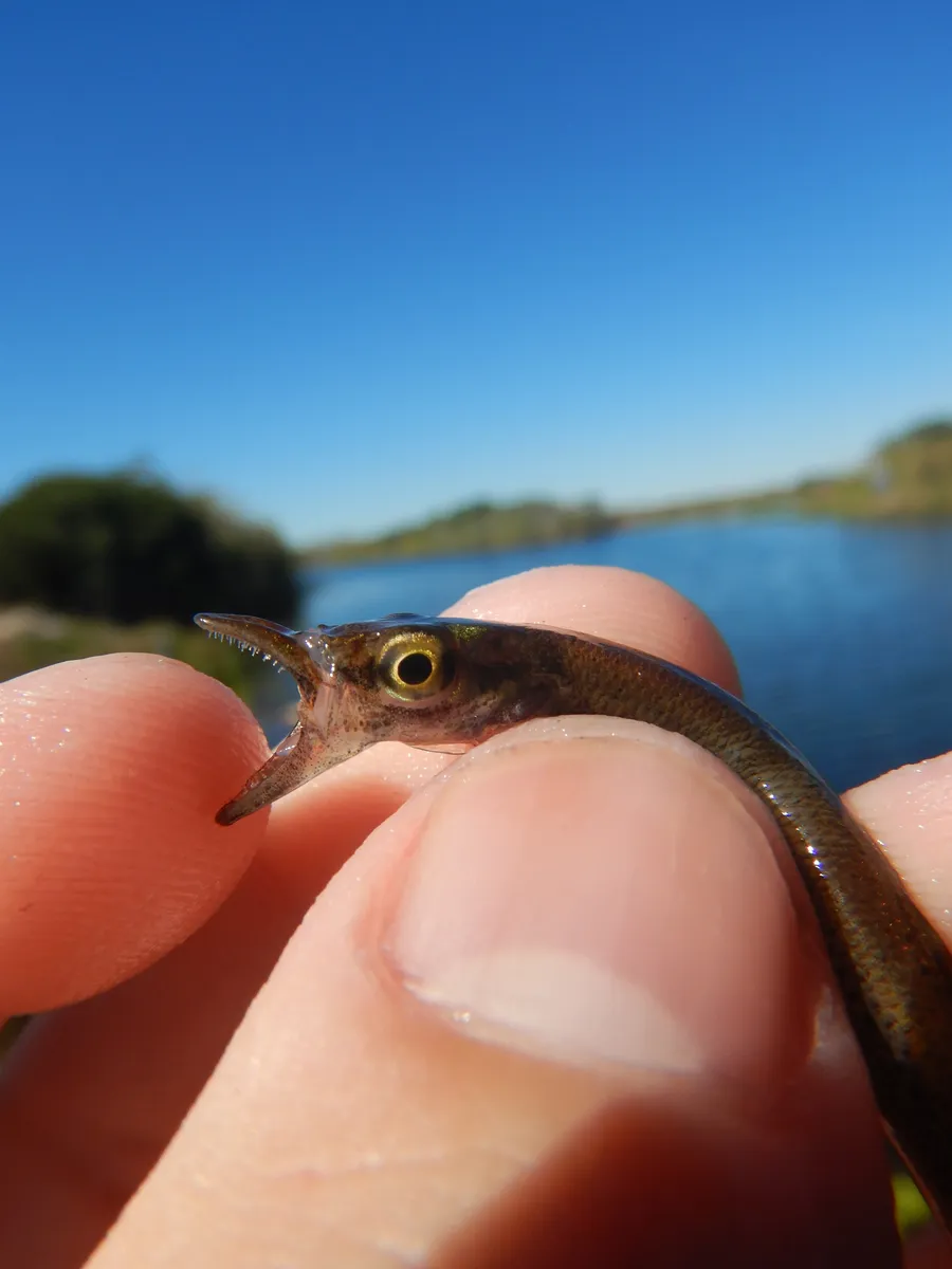 Miniatura: Belonesox (Belonesox spp.)