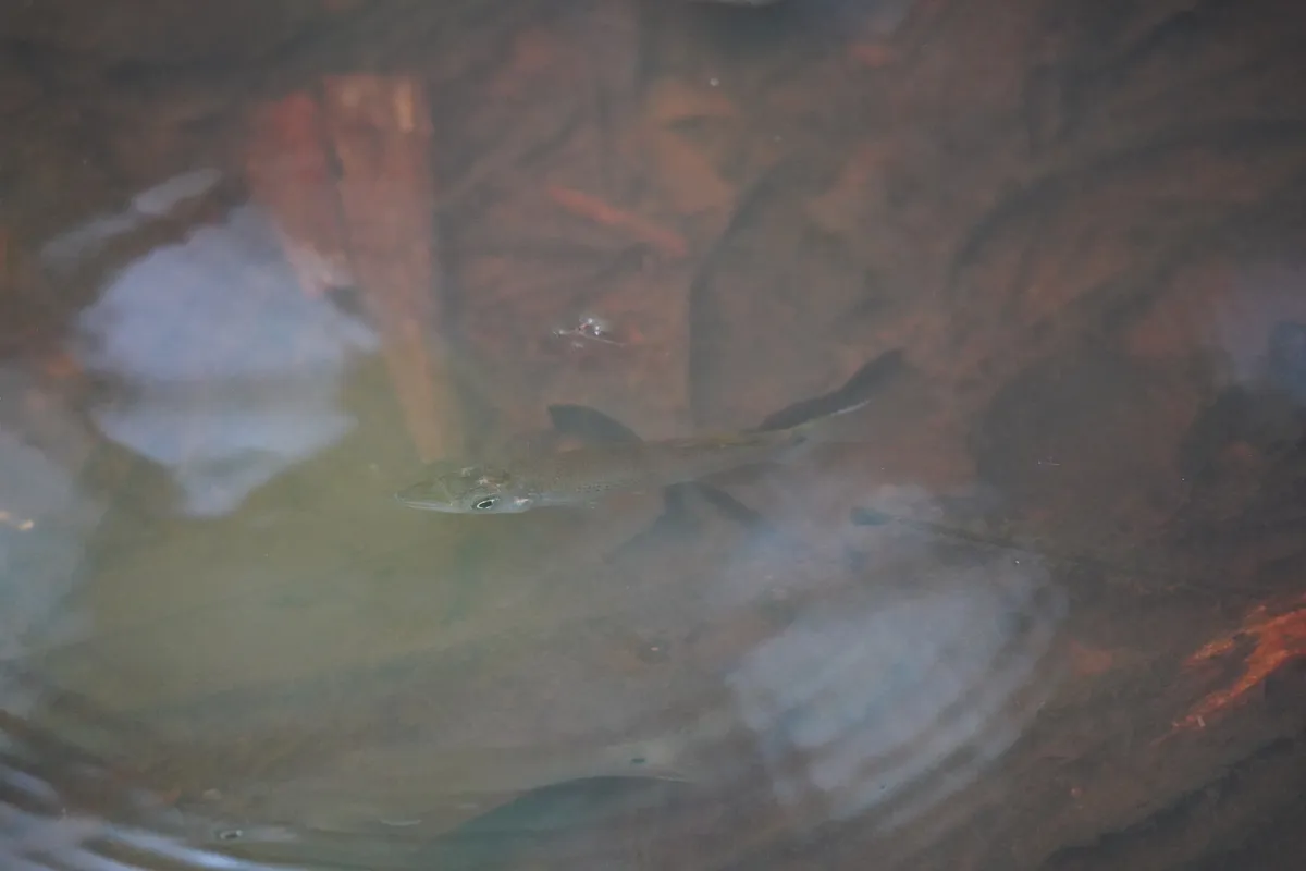 Miniatura: Belonesox (Belonesox spp.)