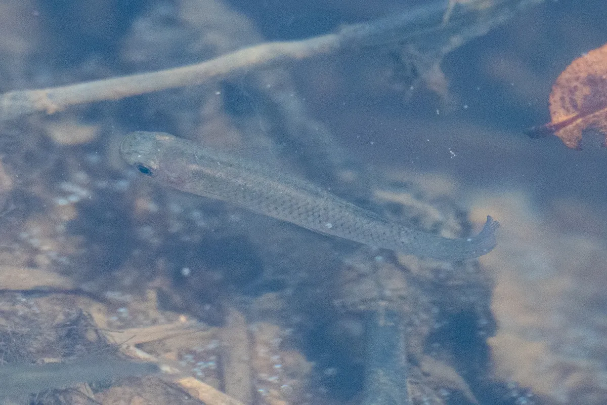 Gambusia (Gambusia spp.)