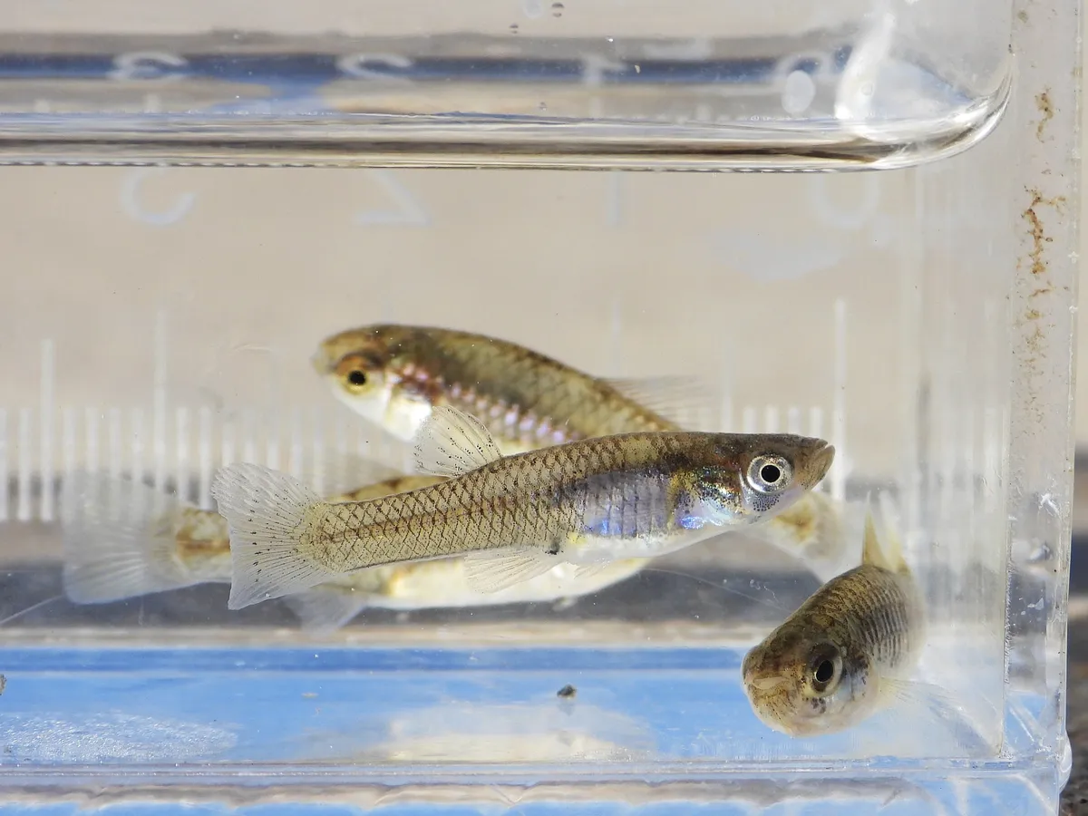 Miniatura: Gambusia (Gambusia spp.)
