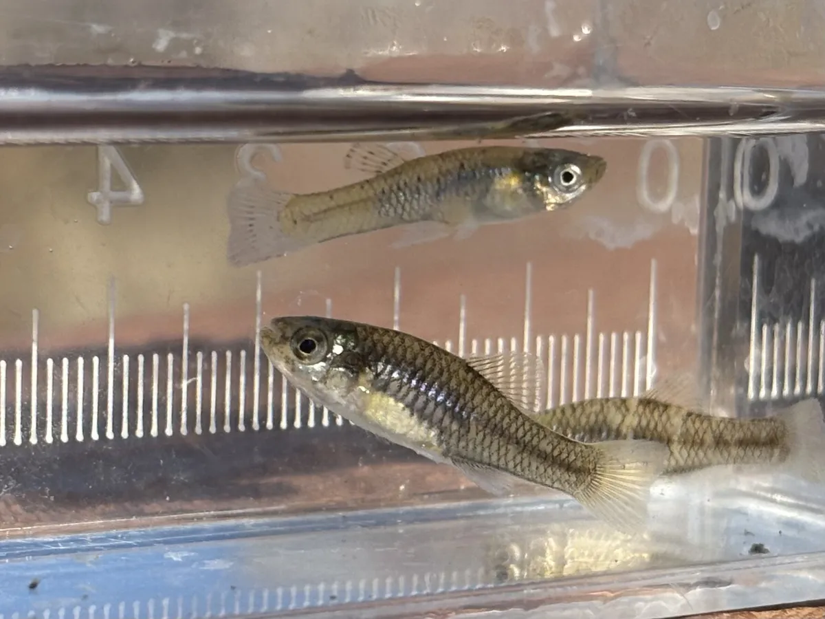 Miniatura: Gambusia (Gambusia spp.)