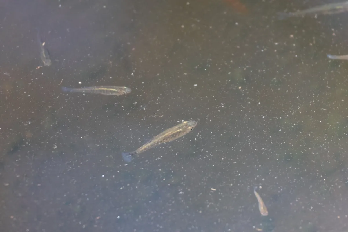 Miniatura: Gambusia (Gambusia spp.)