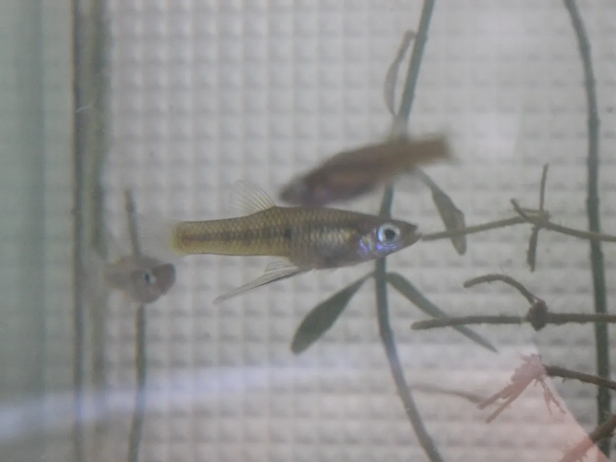 Girardinus (Girardinus spp.)
