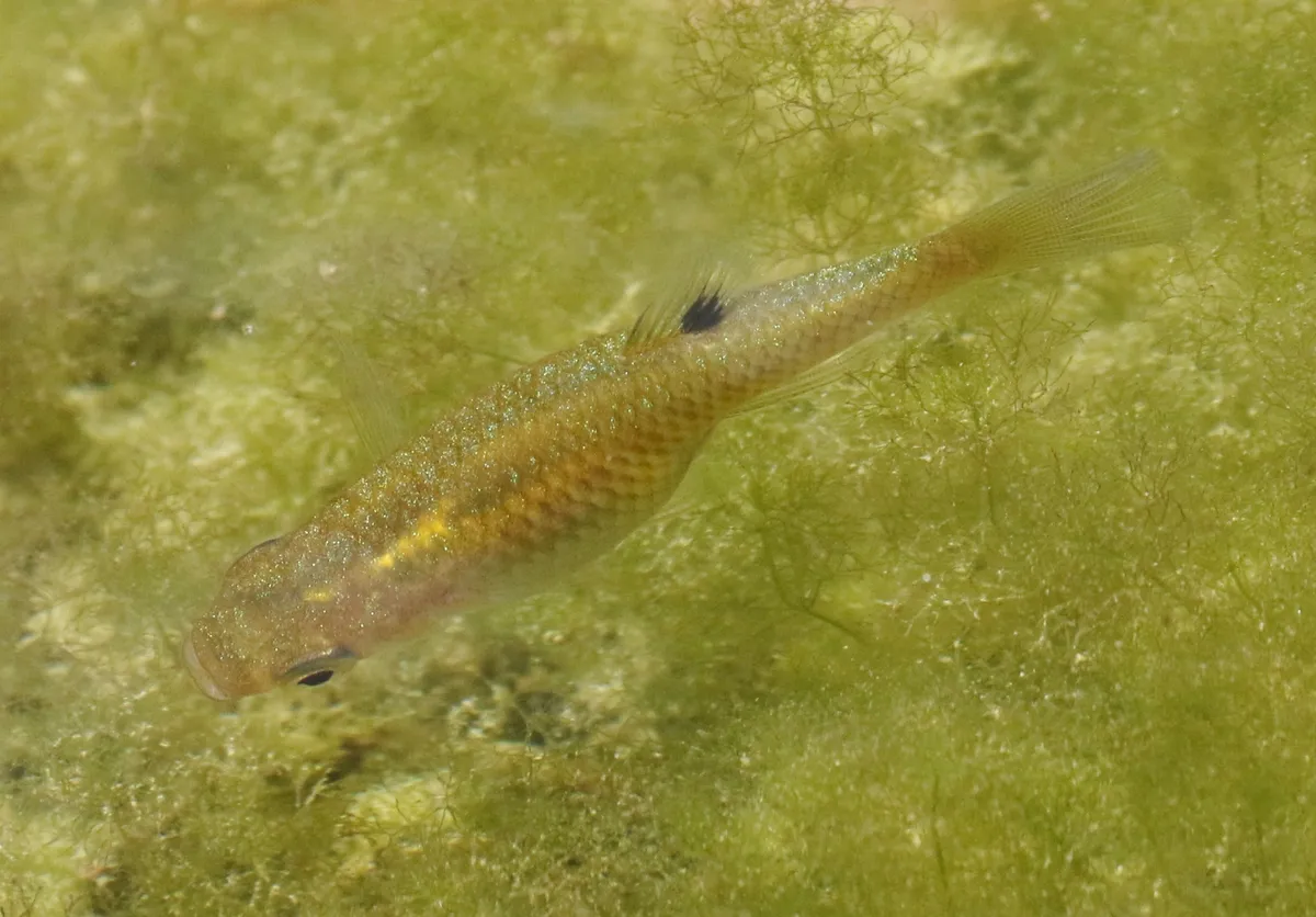 Miniatura: Girardinus (Girardinus spp.)