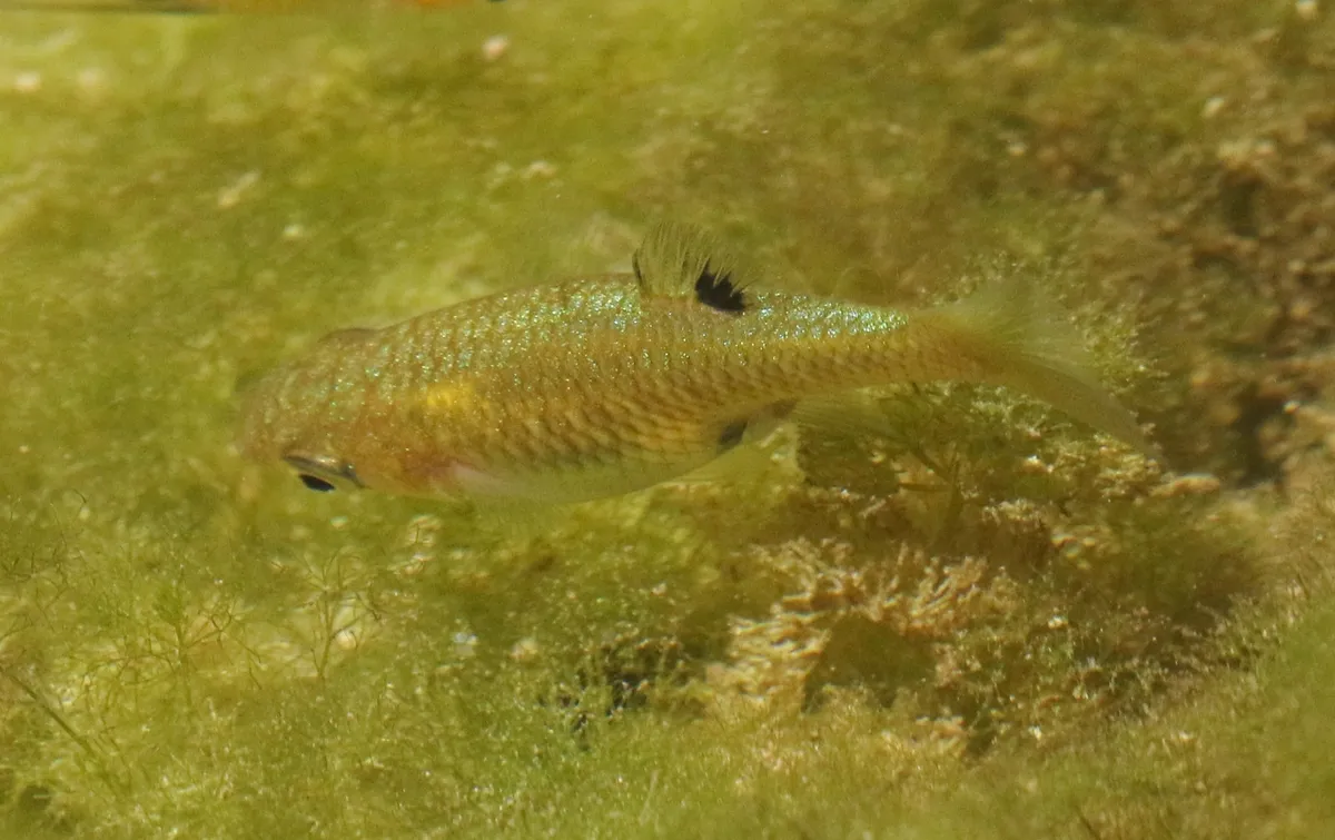Miniatura: Girardinus (Girardinus spp.)