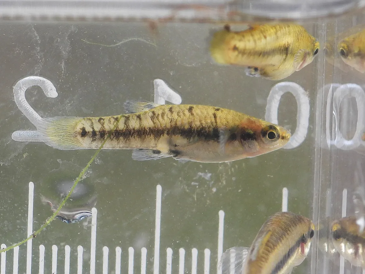 Heterandria (Heterandria spp.)