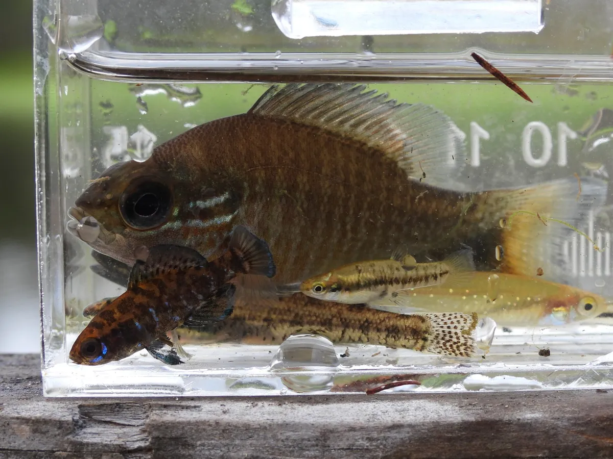 Miniatura: Heterandria (Heterandria spp.)