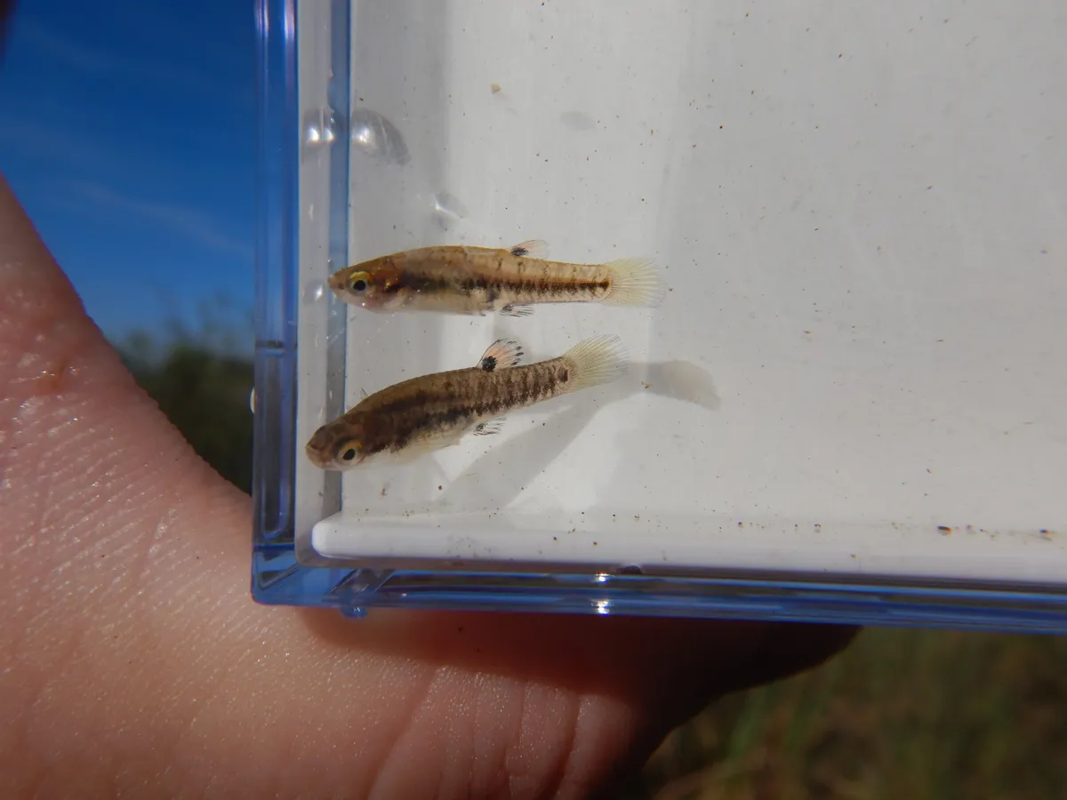 Miniatura: Heterandria (Heterandria spp.)