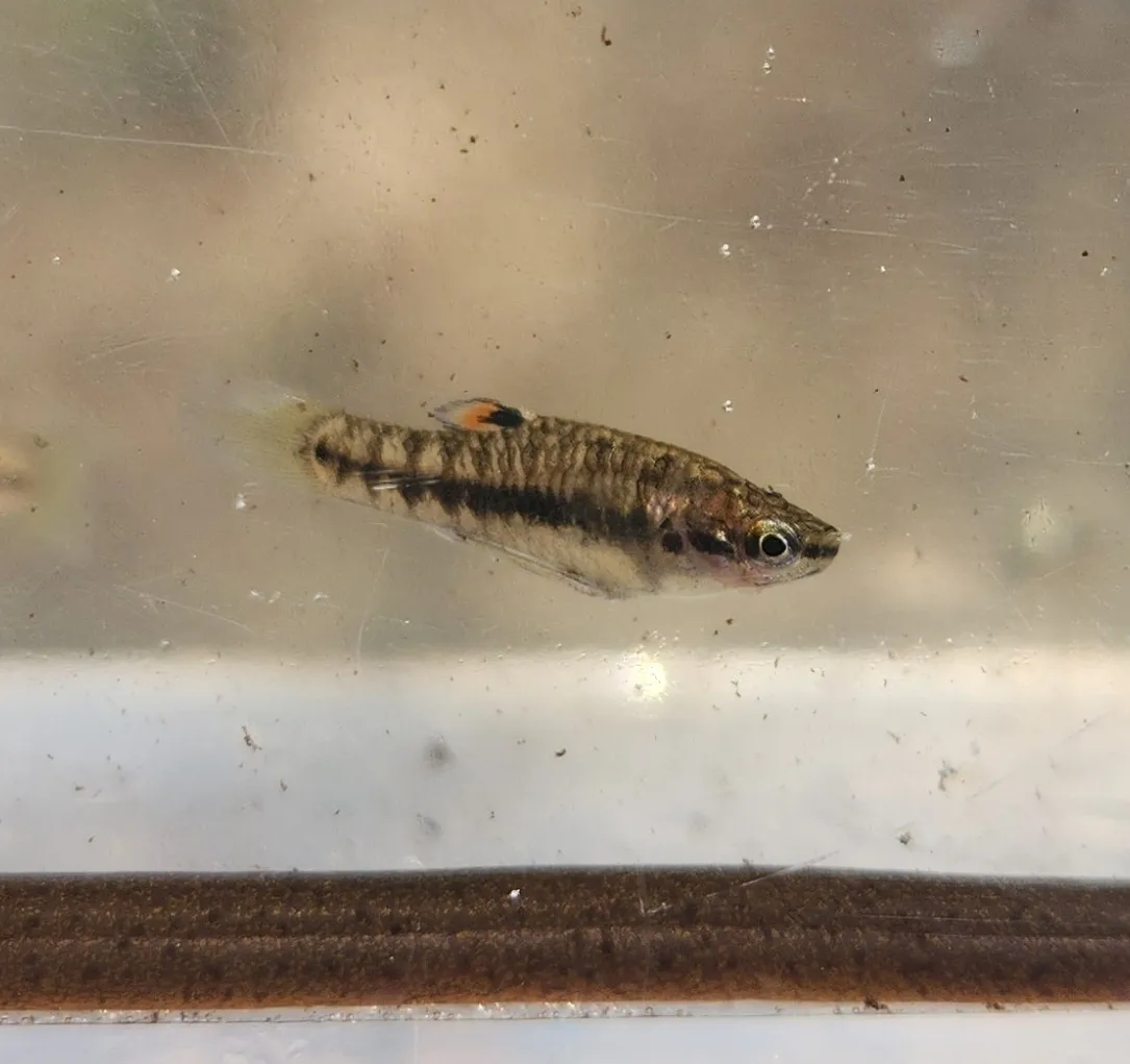 Miniatura: Heterandria (Heterandria spp.)