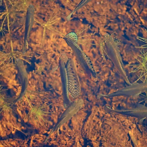 Miniatura: Limia (Limia spp.)