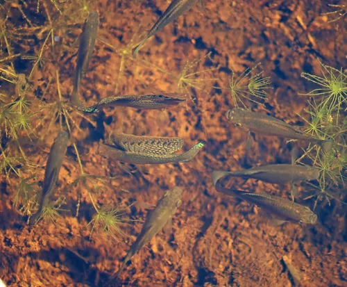 Miniatura: Limia (Limia spp.)