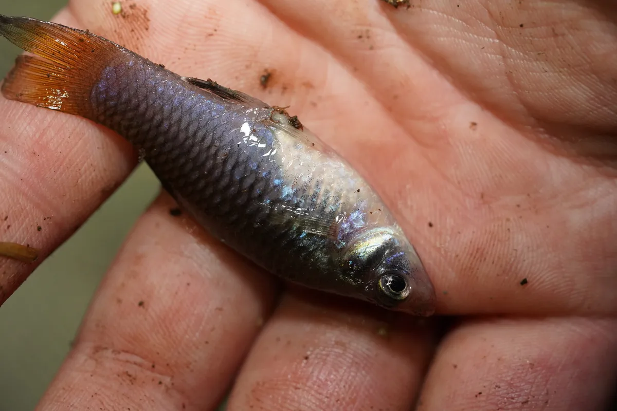 Phallichthys (Phallichthys spp.)