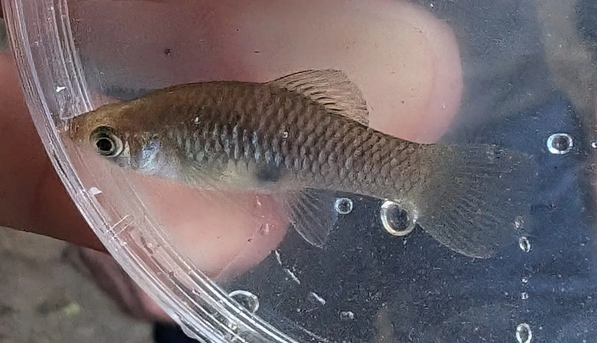Miniatura: Phallichthys (Phallichthys spp.)