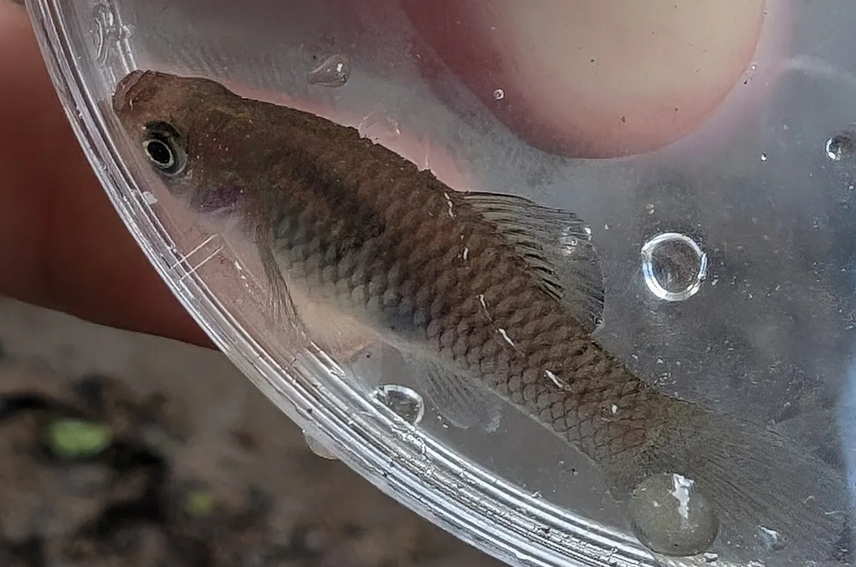 Miniatura: Phallichthys (Phallichthys spp.)