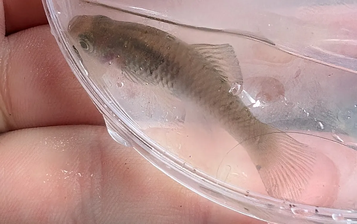 Miniatura: Phallichthys (Phallichthys spp.)