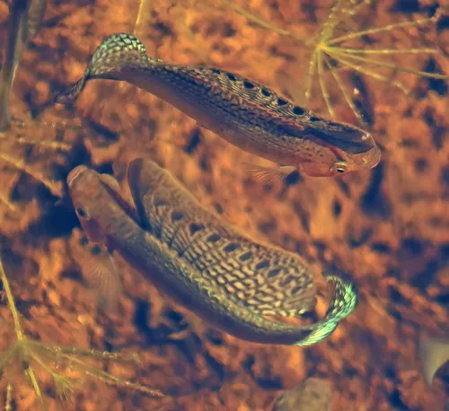 Poecilia (Poecilia spp.)