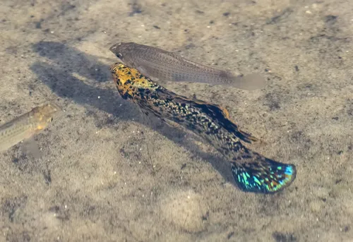 Miniatura: Poecilia (Poecilia spp.)