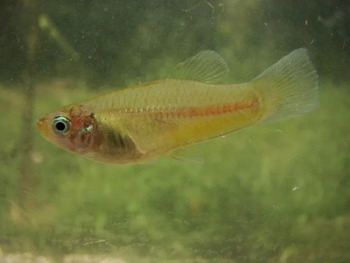 Priapella (Priapella spp.)