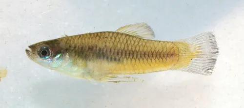 Miniatura: Priapella (Priapella spp.)