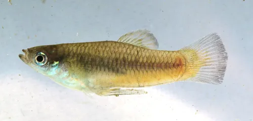 Miniatura: Priapella (Priapella spp.)