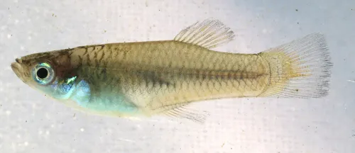 Miniatura: Priapella (Priapella spp.)