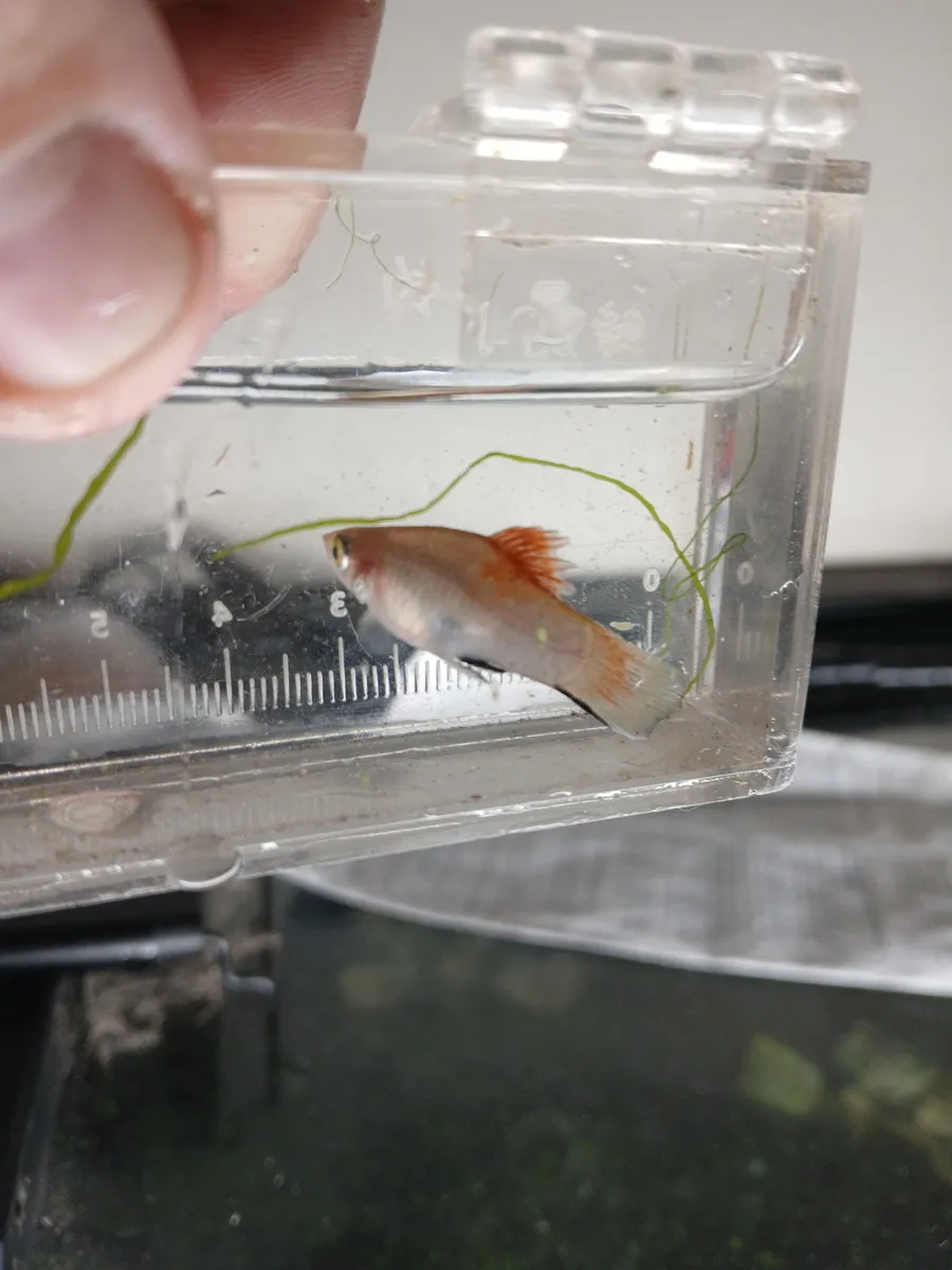 Xiphophorus (Xiphophorus spp.)