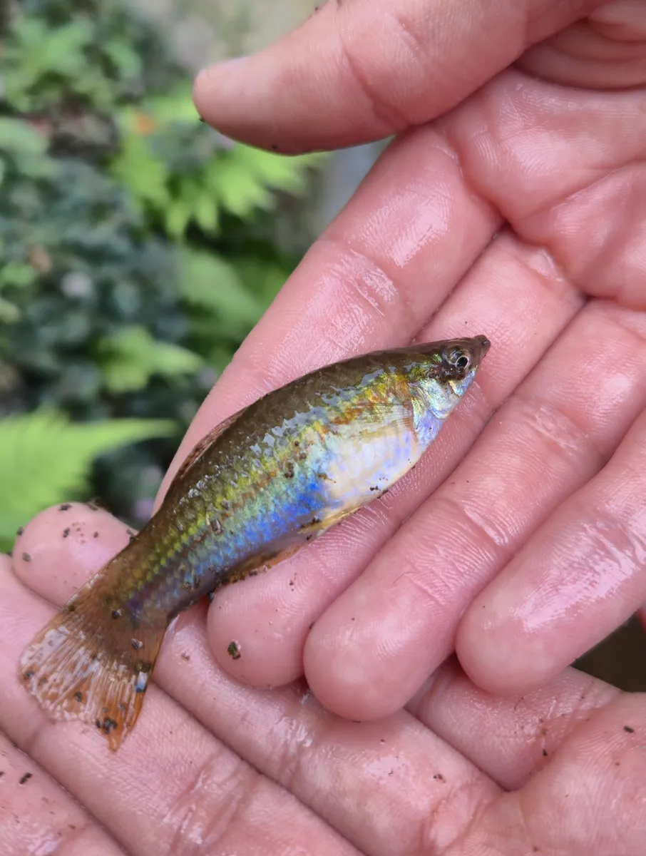 Miniatura: Xiphophorus (Xiphophorus spp.)