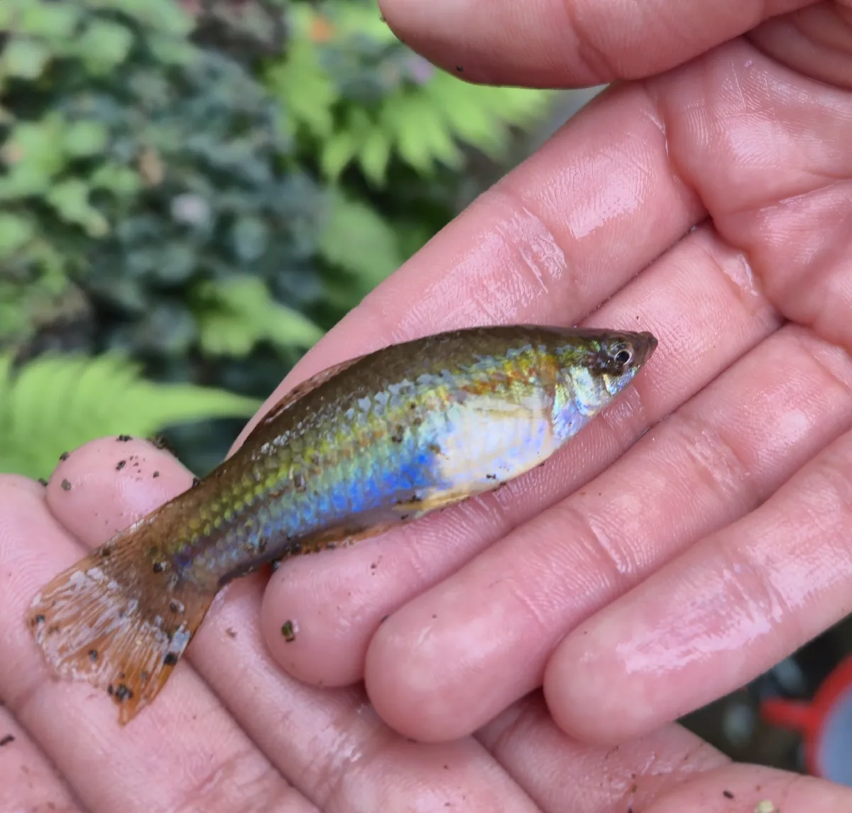 Miniatura: Xiphophorus (Xiphophorus spp.)