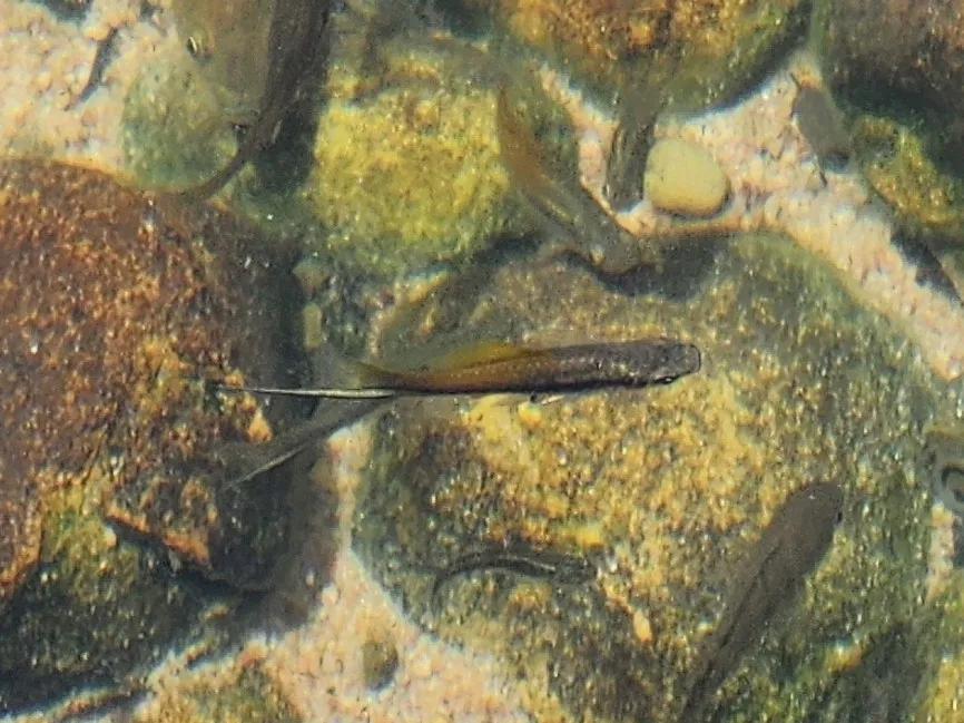 Miniatura: Xiphophorus (Xiphophorus spp.)