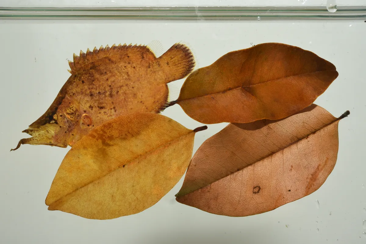 Miniatura: Monocirrhus (Monocirrhus spp.)