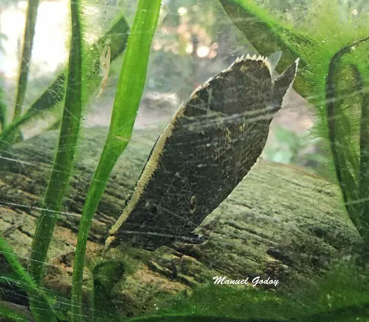 Miniatura: Monocirrhus (Monocirrhus spp.)