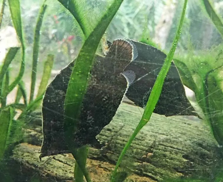 Miniatura: Monocirrhus (Monocirrhus spp.)
