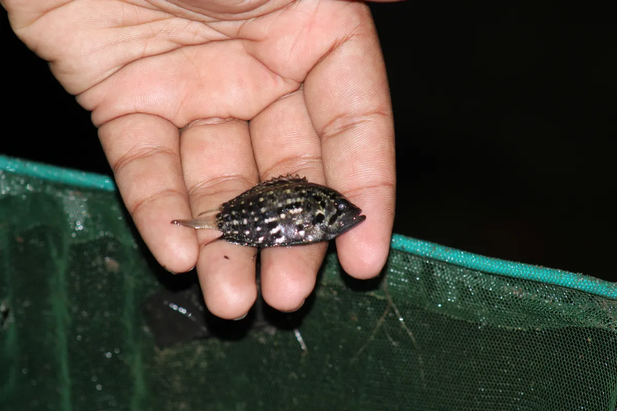 Polycentrus (Polycentrus spp.)