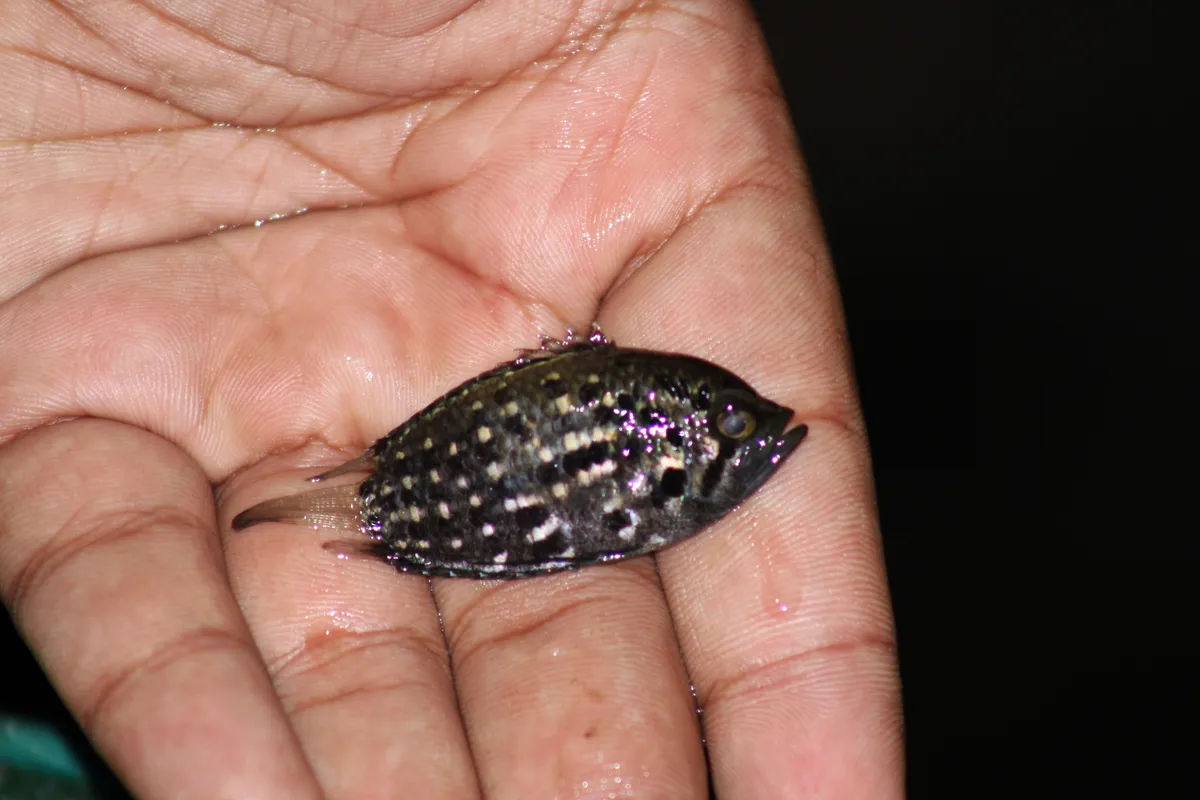 Miniatura: Polycentrus (Polycentrus spp.)