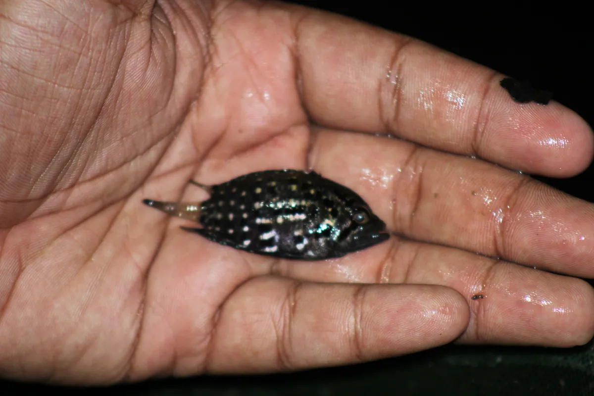 Miniatura: Polycentrus (Polycentrus spp.)