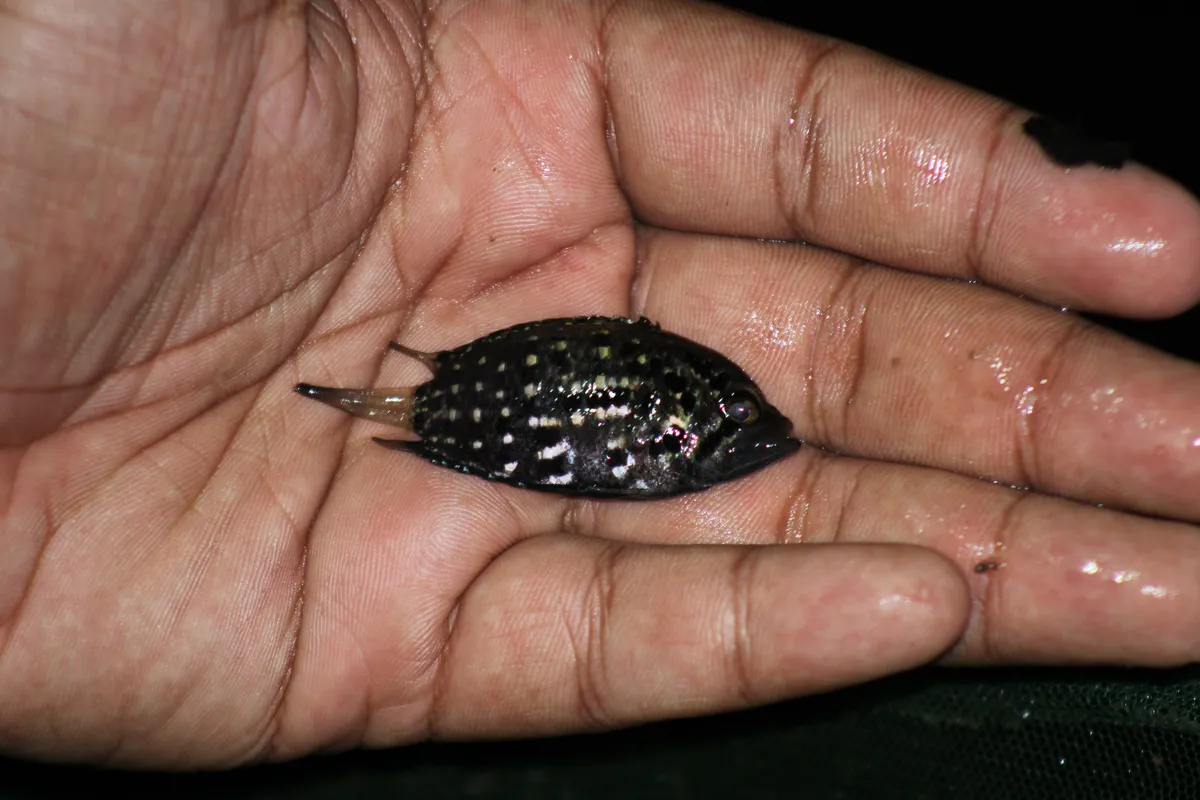 Miniatura: Polycentrus (Polycentrus spp.)