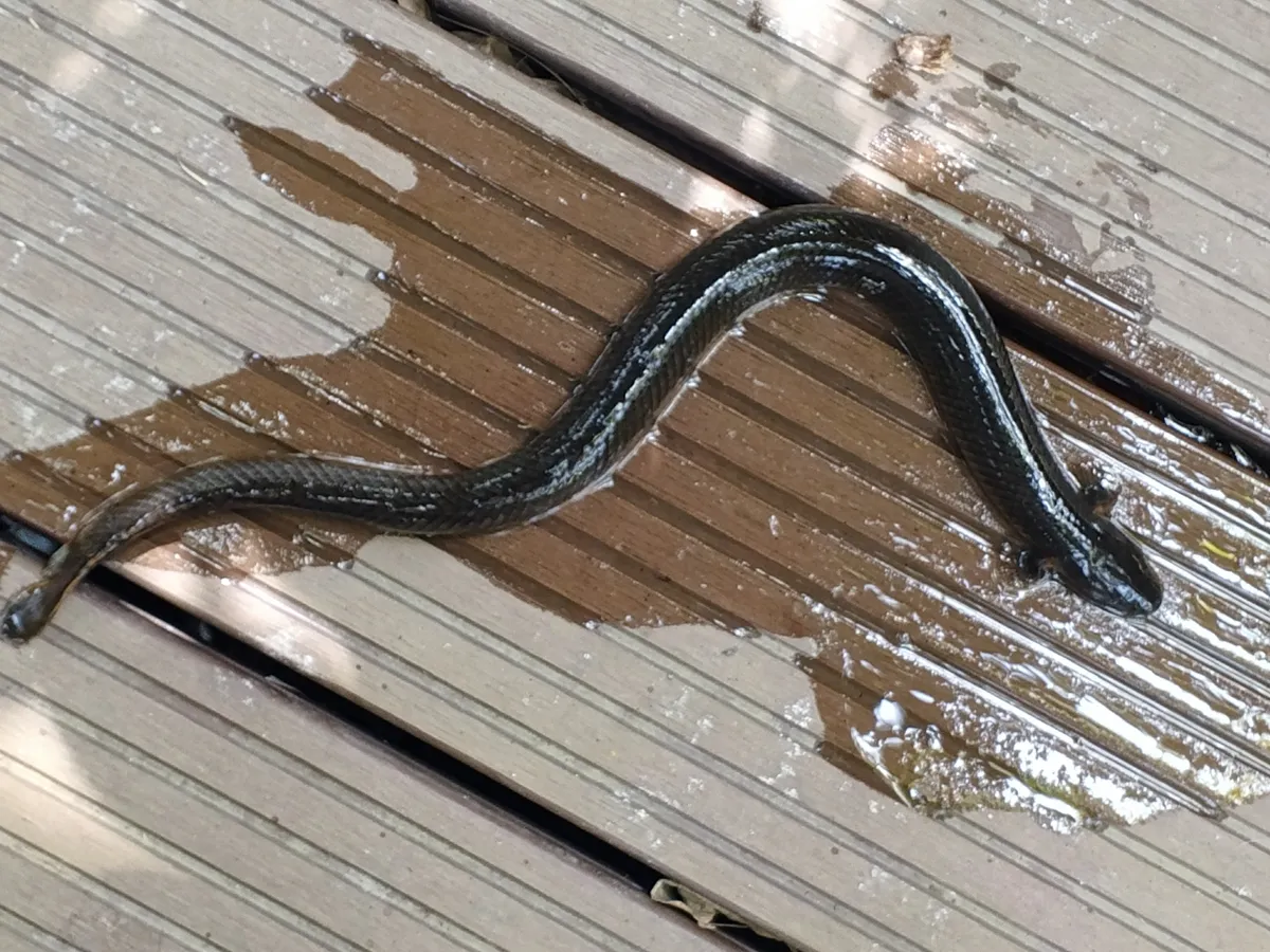 Polipteridi (Bichir)