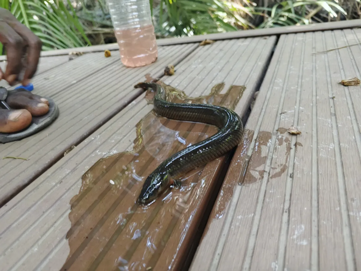 Miniatura: Erpetoichthys (Erpetoichthys spp.)