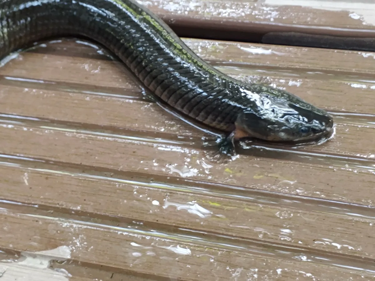 Miniatura: Erpetoichthys (Erpetoichthys spp.)
