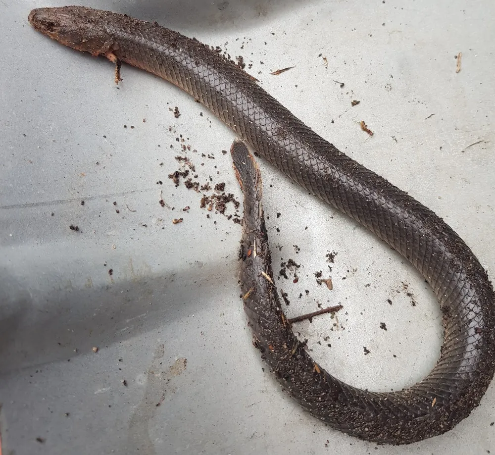 Miniatura: Erpetoichthys (Erpetoichthys spp.)