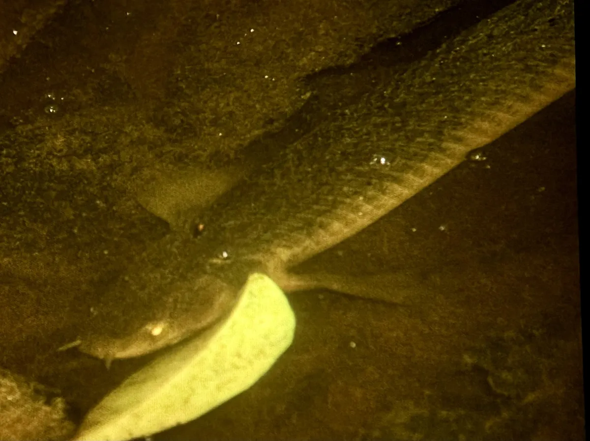 Polypterus (Polypterus spp.)
