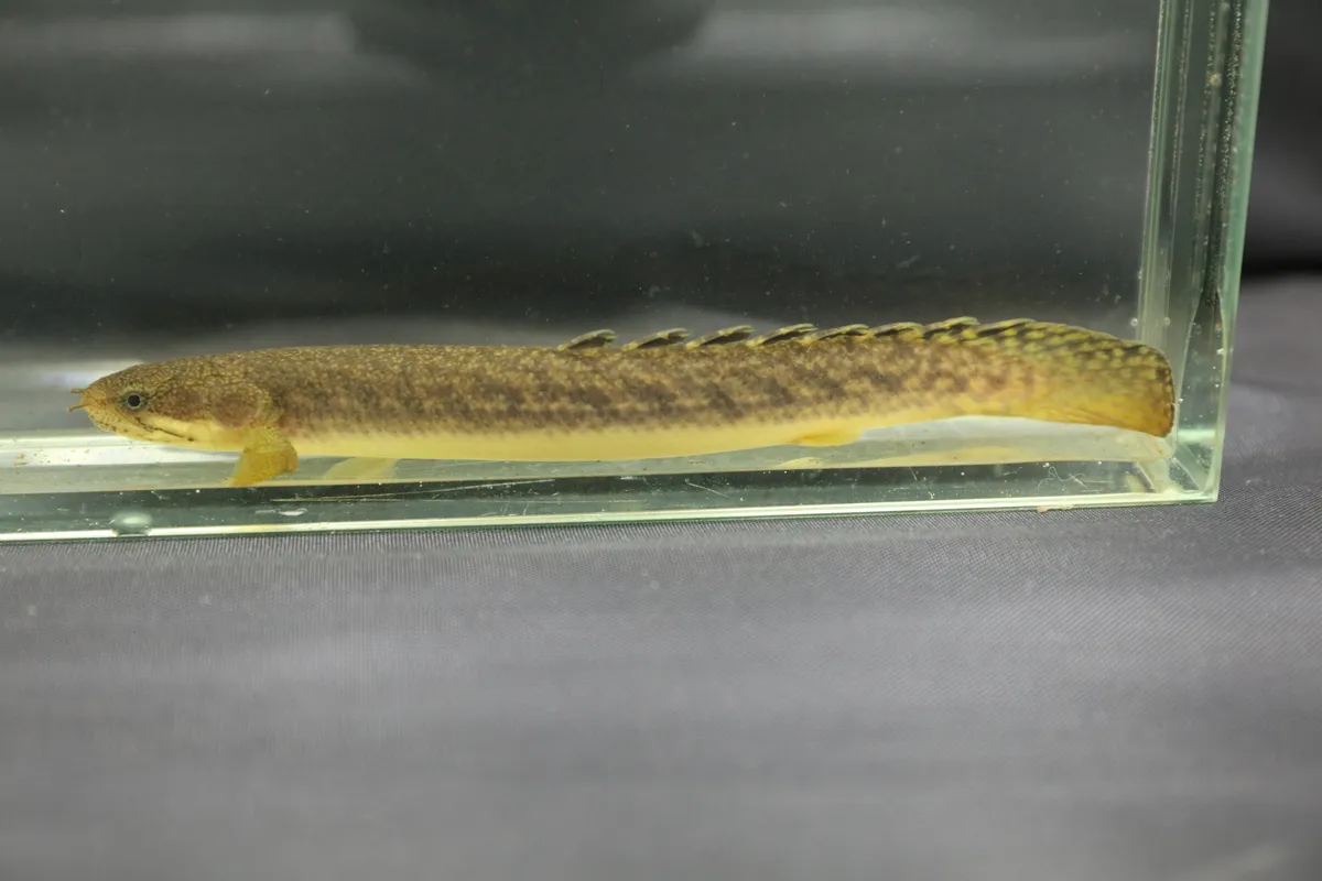 Miniatura: Polypterus (Polypterus spp.)