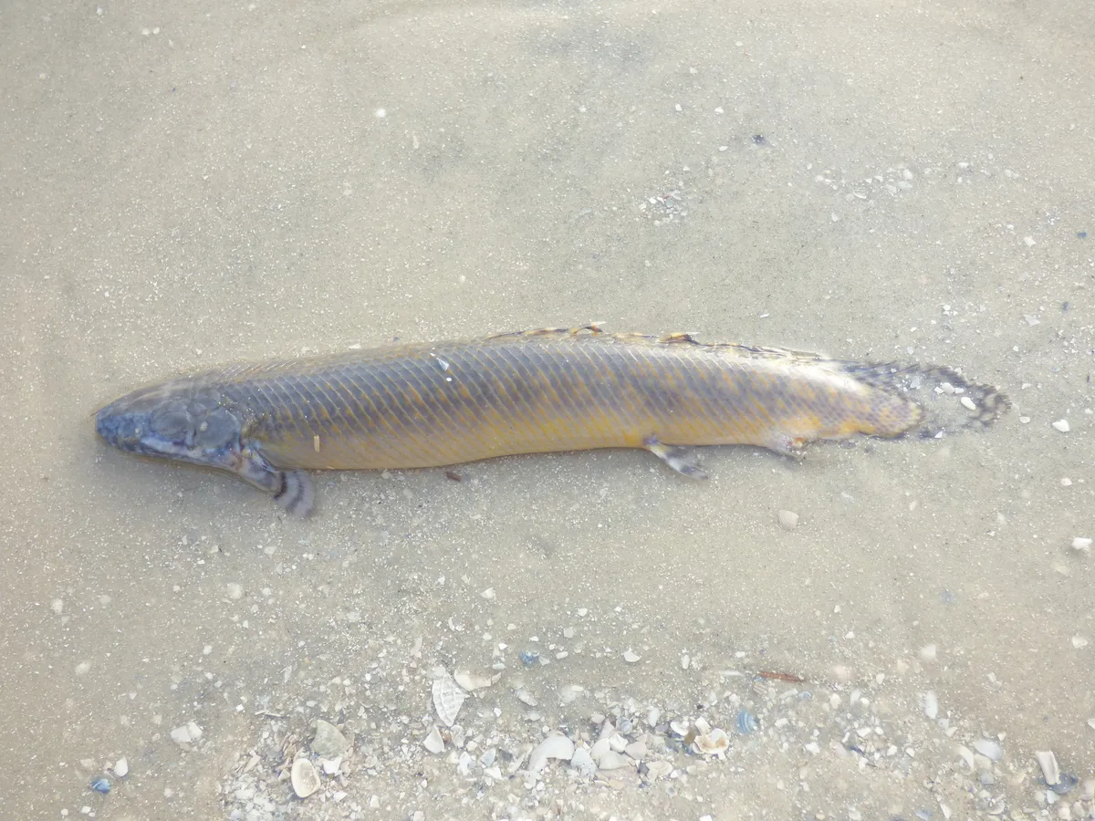 Miniatura: Polypterus (Polypterus spp.)