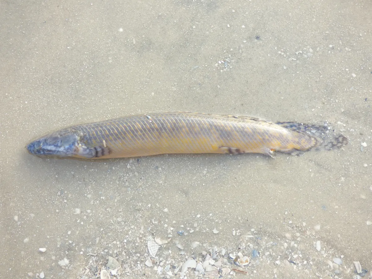 Miniatura: Polypterus (Polypterus spp.)