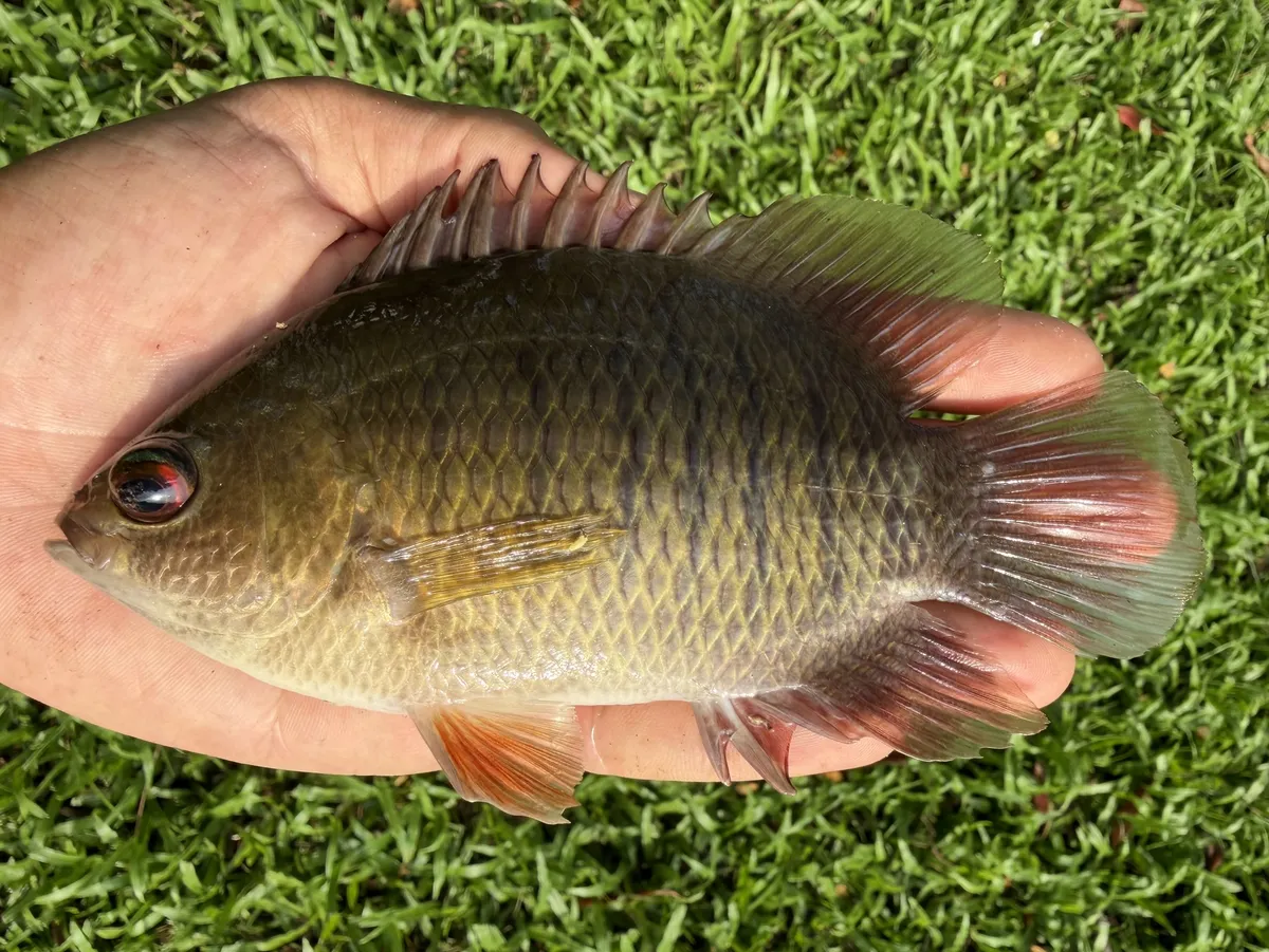 Miniatura: Pristolepis (Pristolepis spp.)
