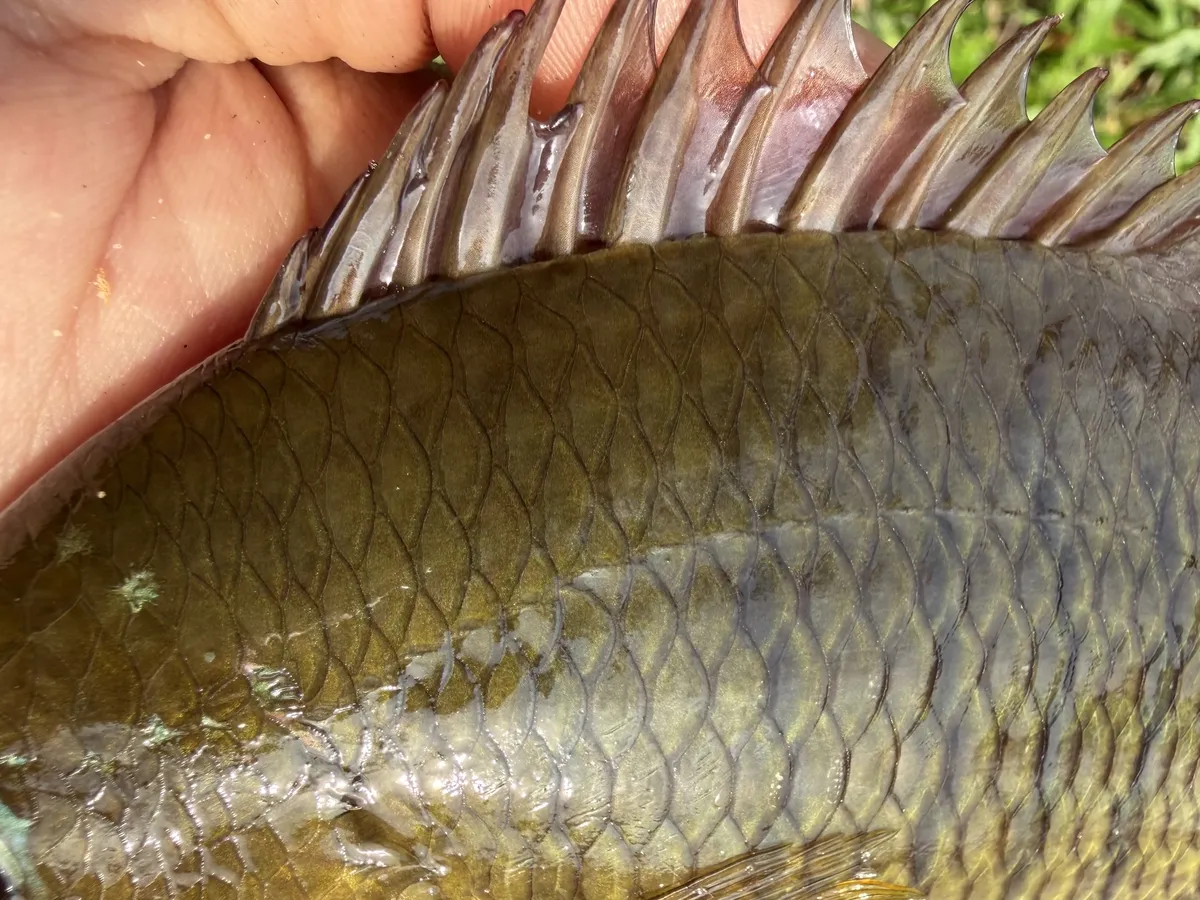 Miniatura: Pristolepis (Pristolepis spp.)