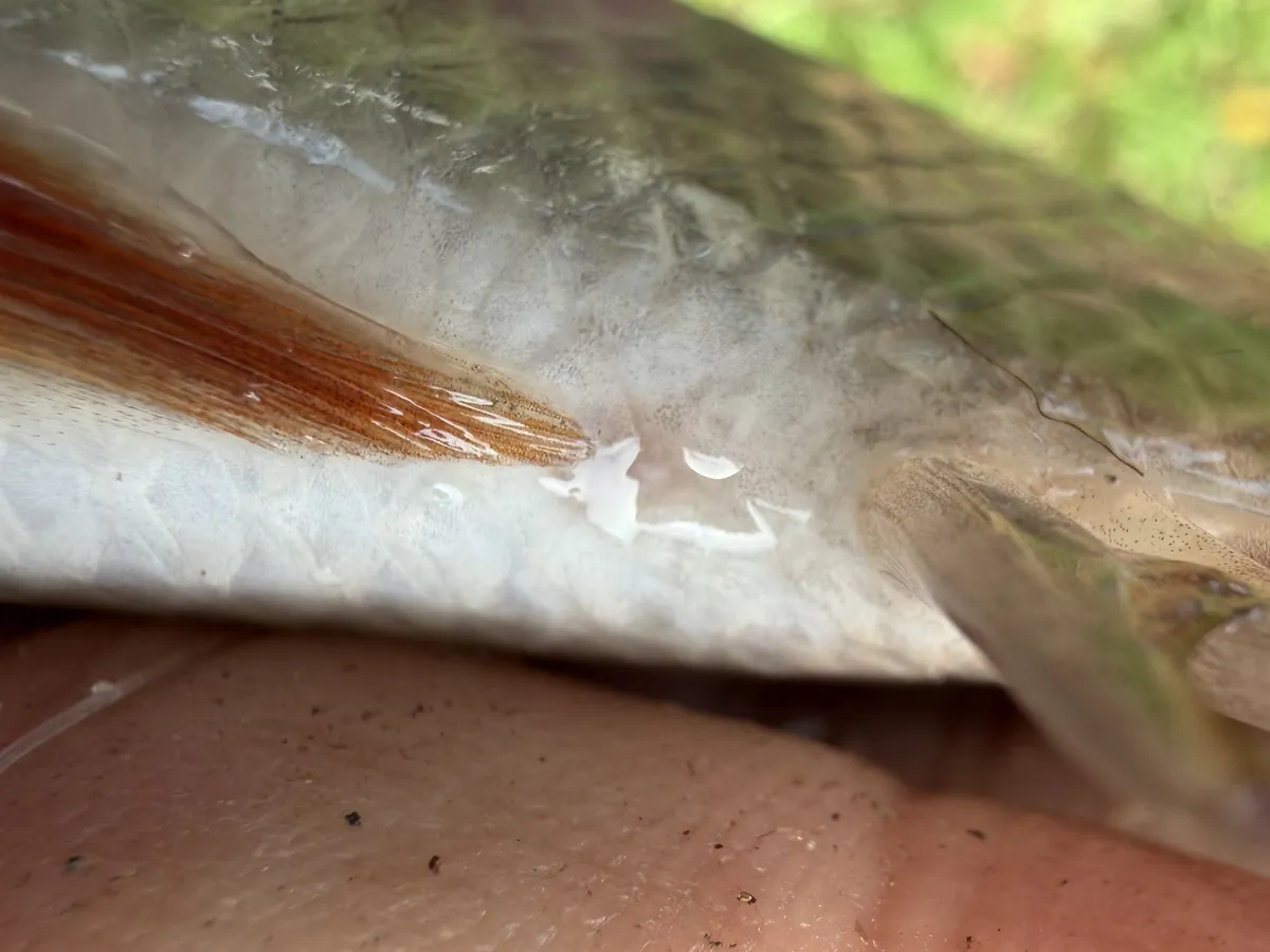 Miniatura: Pristolepis (Pristolepis spp.)